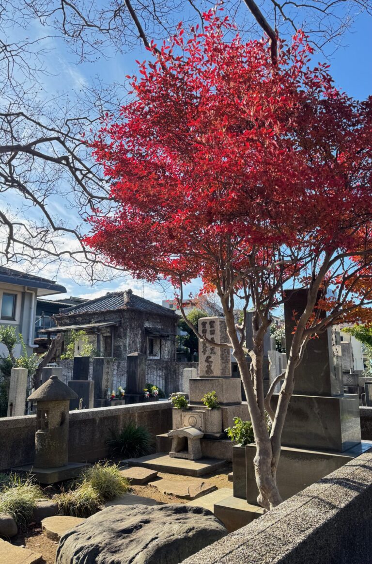 Momiji - Yanaka cemetery