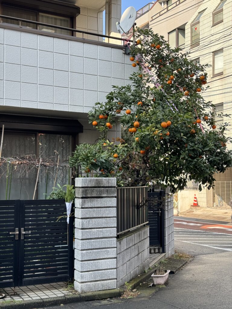 Orange tree