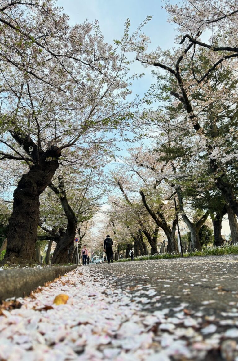 Sakura Doori - Yanaka Cemetery