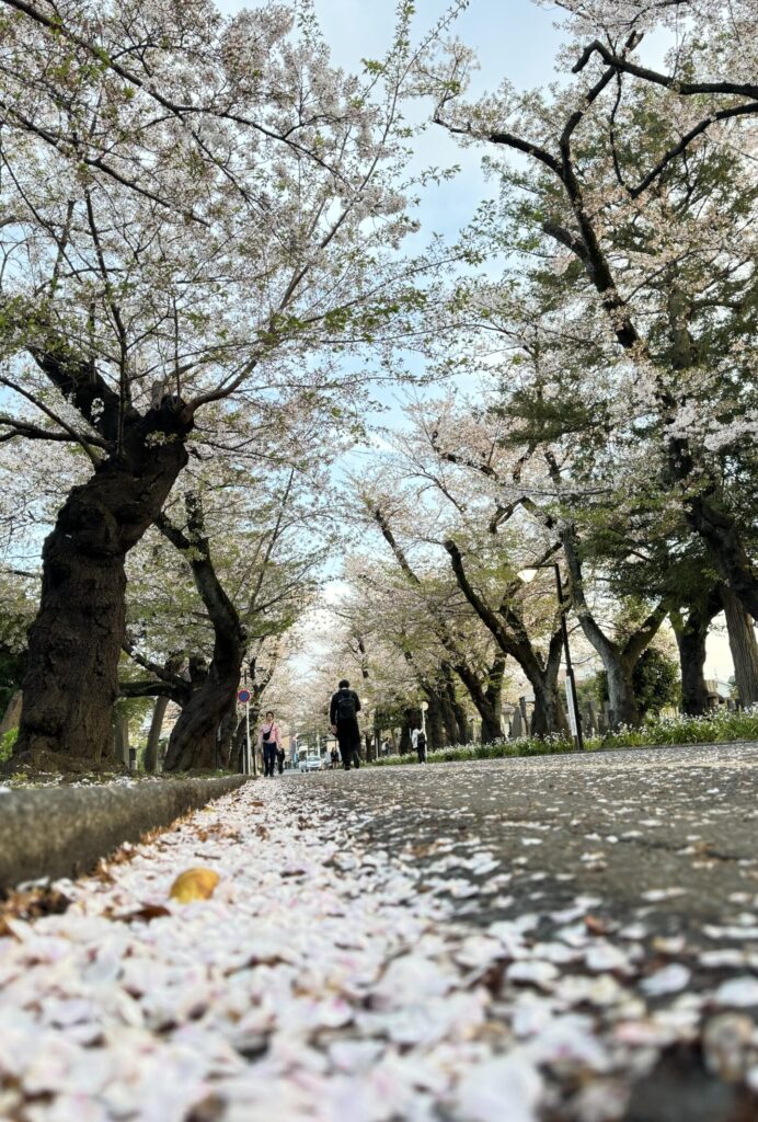 Sakura