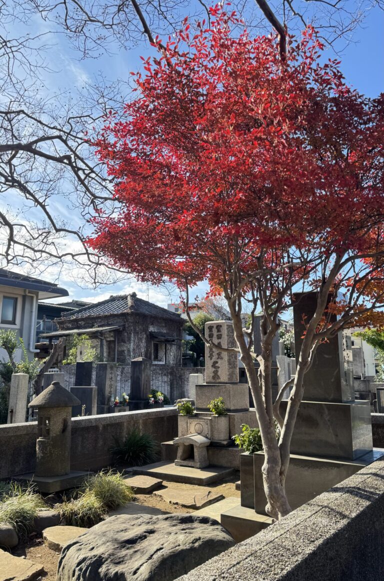 Arbre avec feuilles rouge au milieu d'un cimetière durant la période de momiji