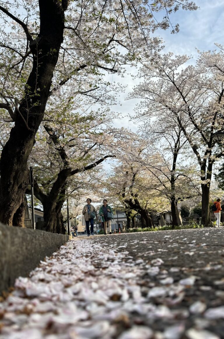 Rue sakura doori durant la période des fleurs de cerisier avec des pétales sur le sol