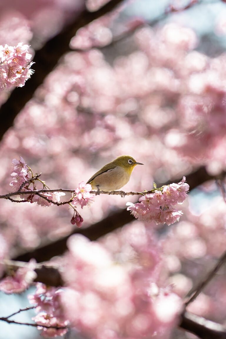 Bird on plume blossom tree