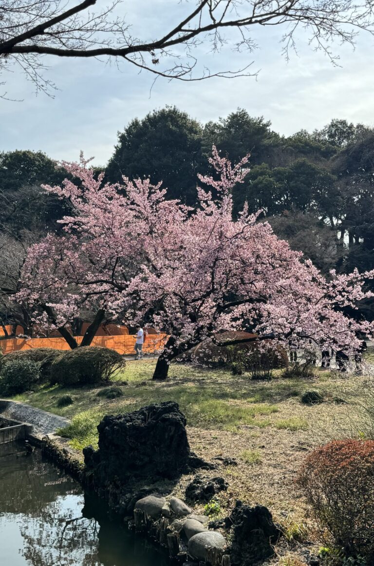 Plume blossom tree