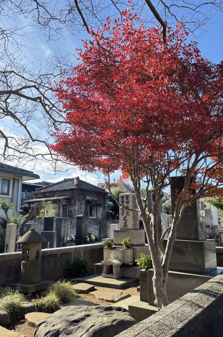 Tree with red leafs during momiji season in the cemetery of Yanaka