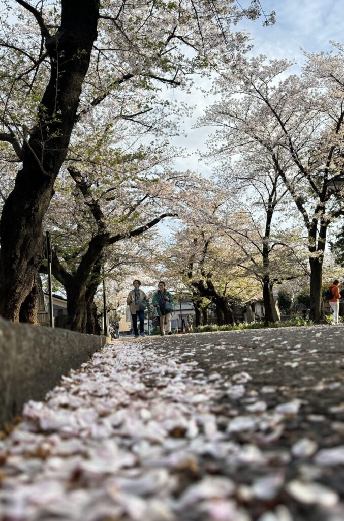 street that cross the cemetery during cherry blossoms season.