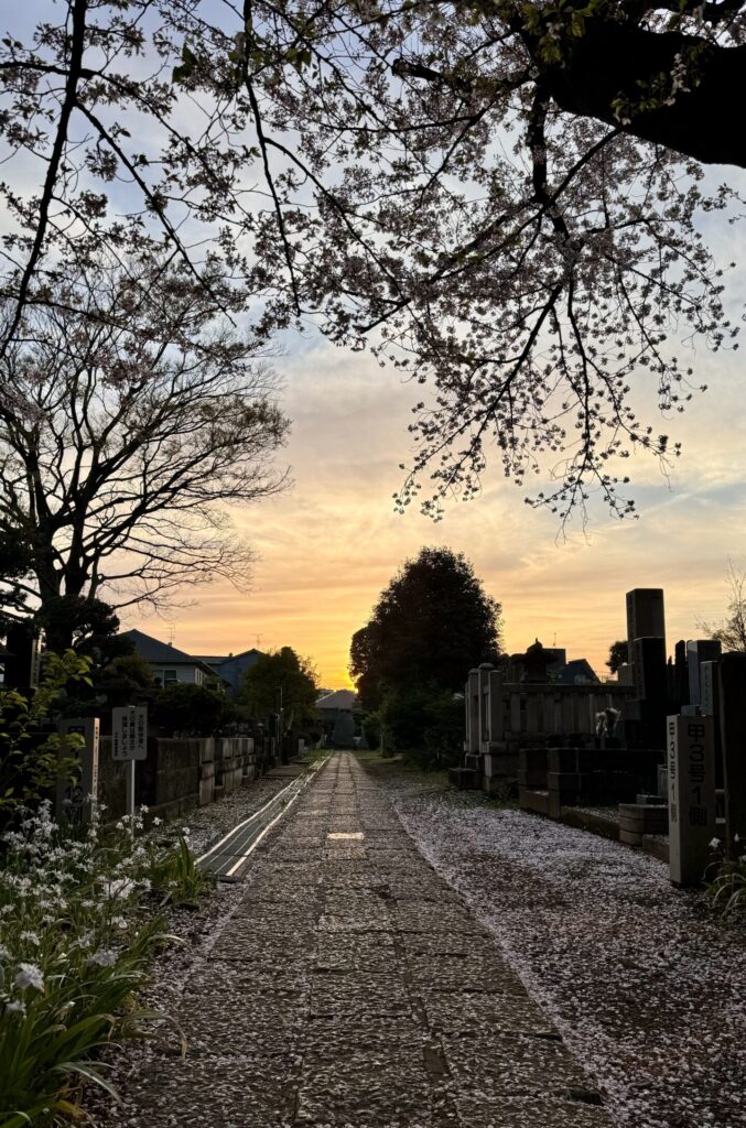 Sunset on Yanaka cemetery during cherry blossoms