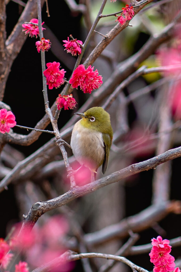 Un oiseau sur une branche au sanctuaire Yushima à Tokyo