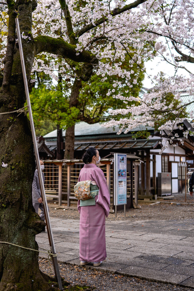 A woman who wear a Kimono during Cherry blossom period in Yasukuni Jinja
