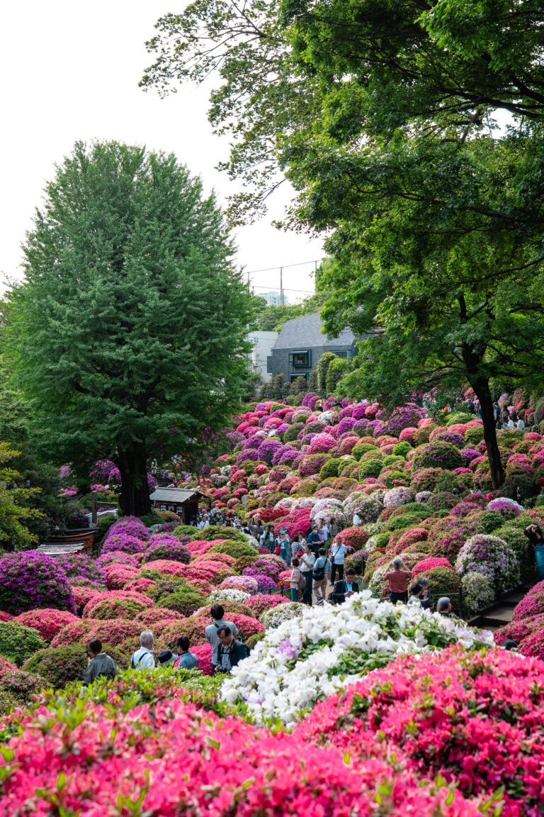 Bunkyo Azalea Festival called Tsutsuji Matsuri near Nezu Shrines
