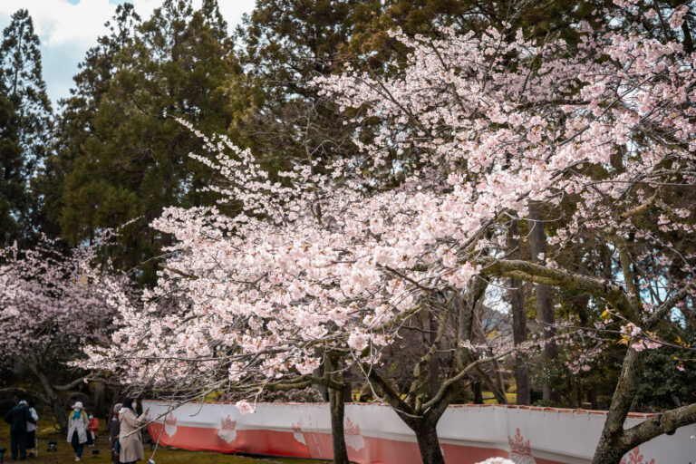 Cerisiers en fleur du temple daigo-Ji